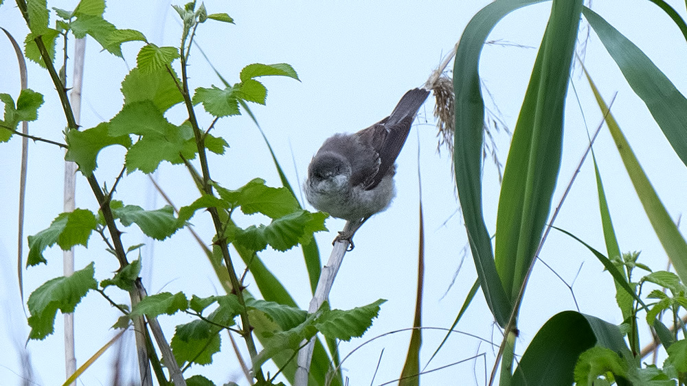 Barred Warbler